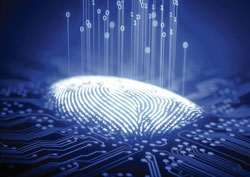 Digital scan of a fingerprint