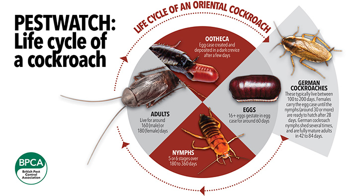 The life cycle of a cockroach