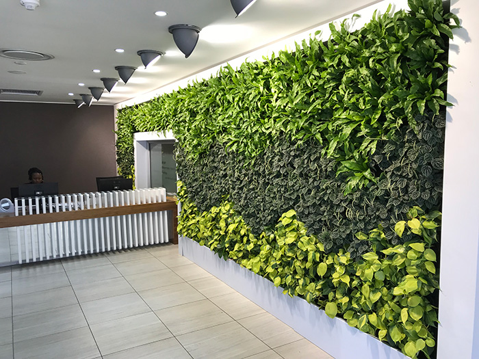A green wall from phs Greenspace at Adcorp
